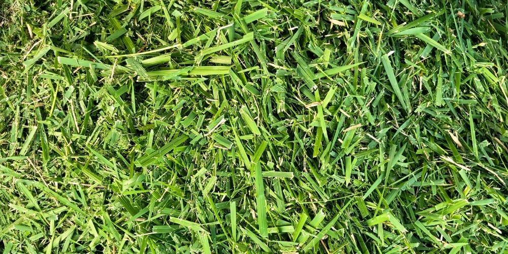 Leave Grass Clippings to Decompose on Your Lawn